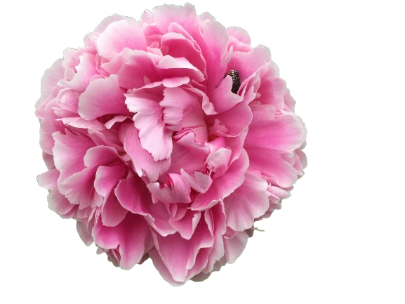 Featured Flower